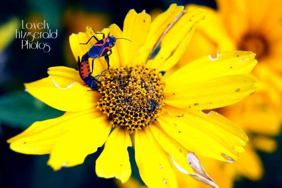 Fine Art Botanical Photography - Bright Yellow Flower and Orange Milkweed Bugs No.2 - 5x7 Print