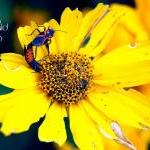 Fine Art Botanical Photogra..